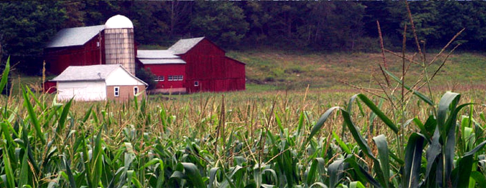 Red barn and silo in an Iowa cornfield